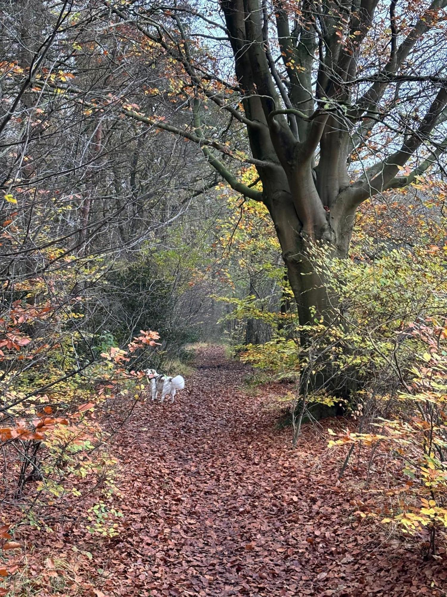 'T Holten Huus - Puur Genieten In Het Bos. Norg Exterior photo